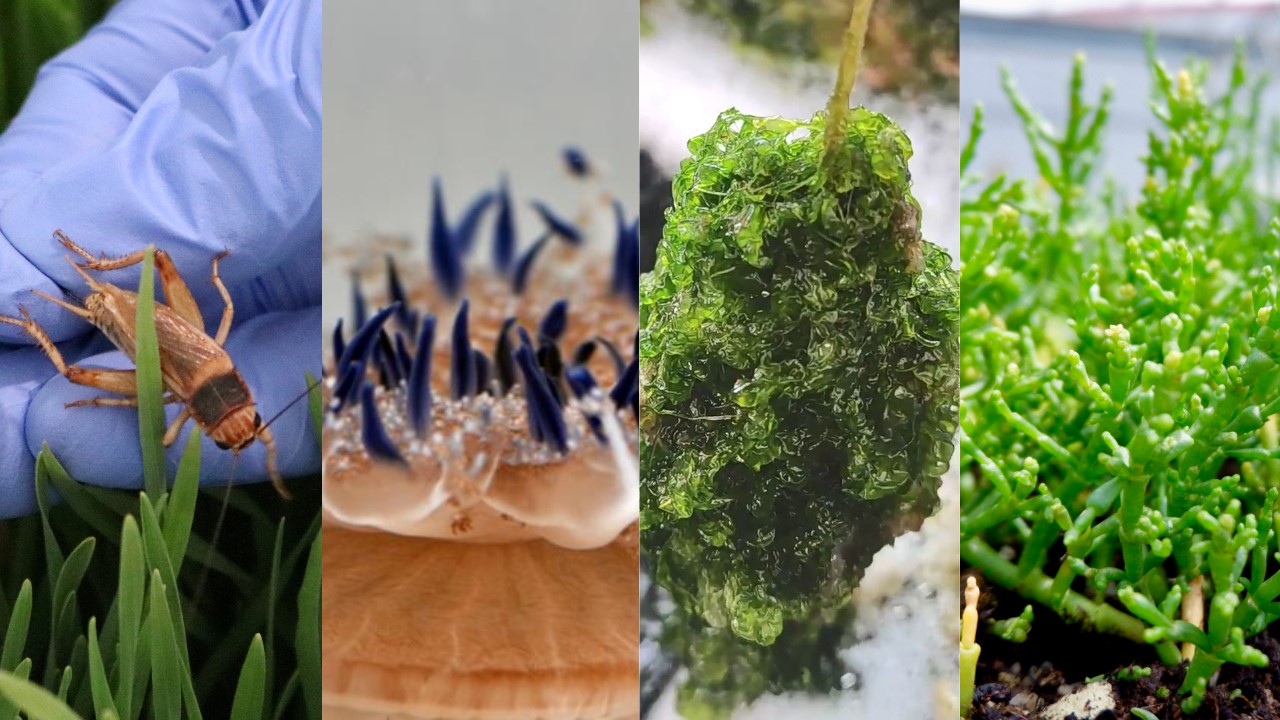 Collage mit Fotos von Grillen, Quallen, Algen und Salzpflanzen © © v.l.n.r: ATB/Nina Schwab | ZMT/Achim Meyer | IGZ/Julia Vogt | IGZ/Maria Fitzner Collage mit Fotos von Grillen, Quallen, Algen und Salzpflanzen © © v.l.n.r: ATB/Nina Schwab | ZMT/Achim Meyer | IGZ/Julia Vogt | IGZ/Maria Fitzner