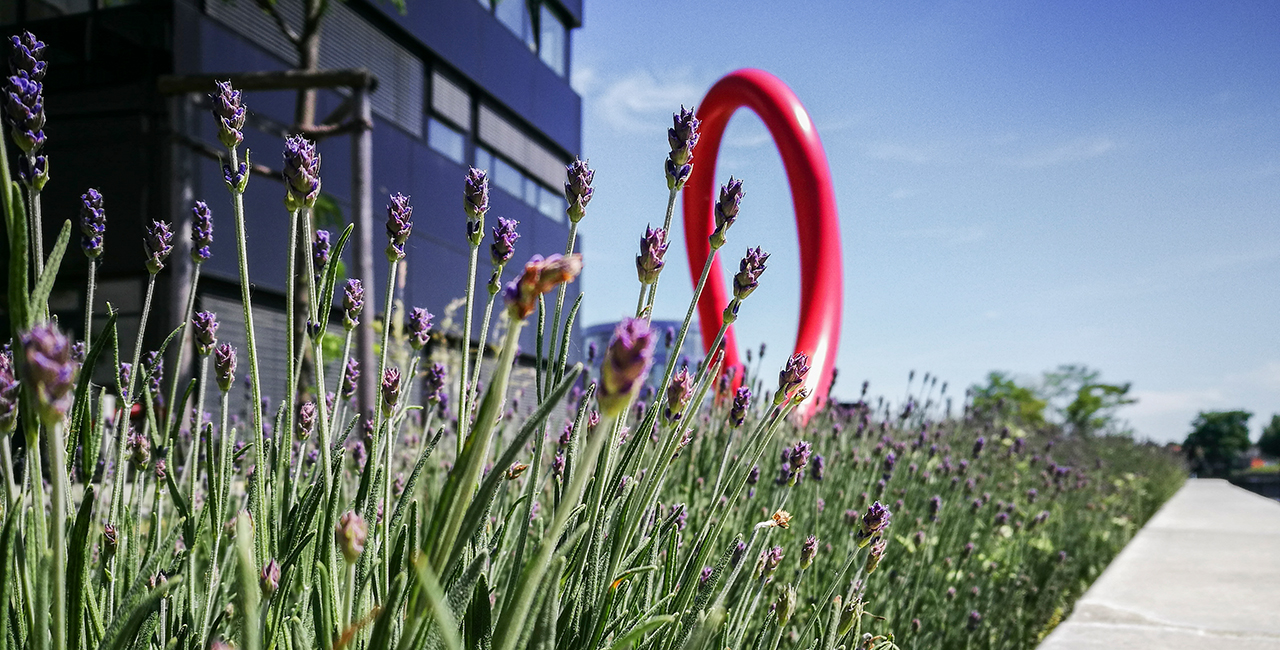 Lavendel auf dem Campus Wilhelminenhof © HTW Berlin/Nikolas Fahlbusch Lavendel auf dem Campus Wilhelminenhof