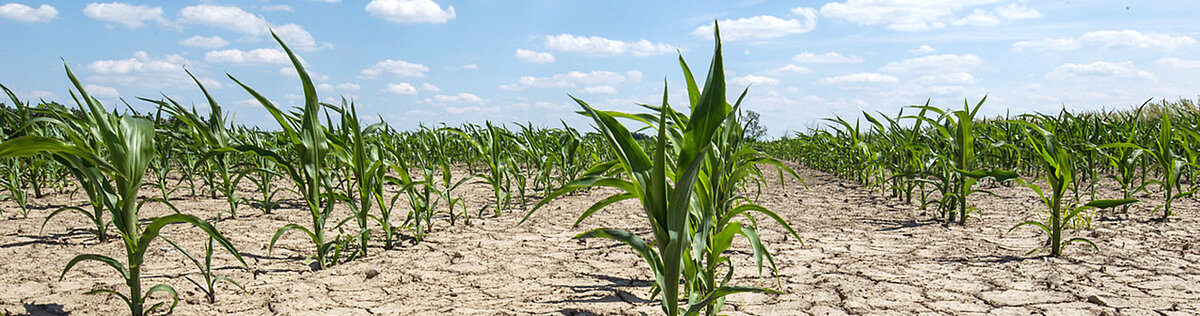 Trockenheit ist nicht nur in der Landwirtschaft ein Problem. Foto: istock/Taglass
