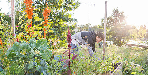 Urban Garden auf dem Campus Wilhelminenhof